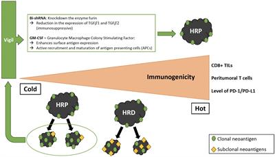 Homologous recombination proficient subtypes of high-grade serous ovarian cancer: treatment options for a poor prognosis group